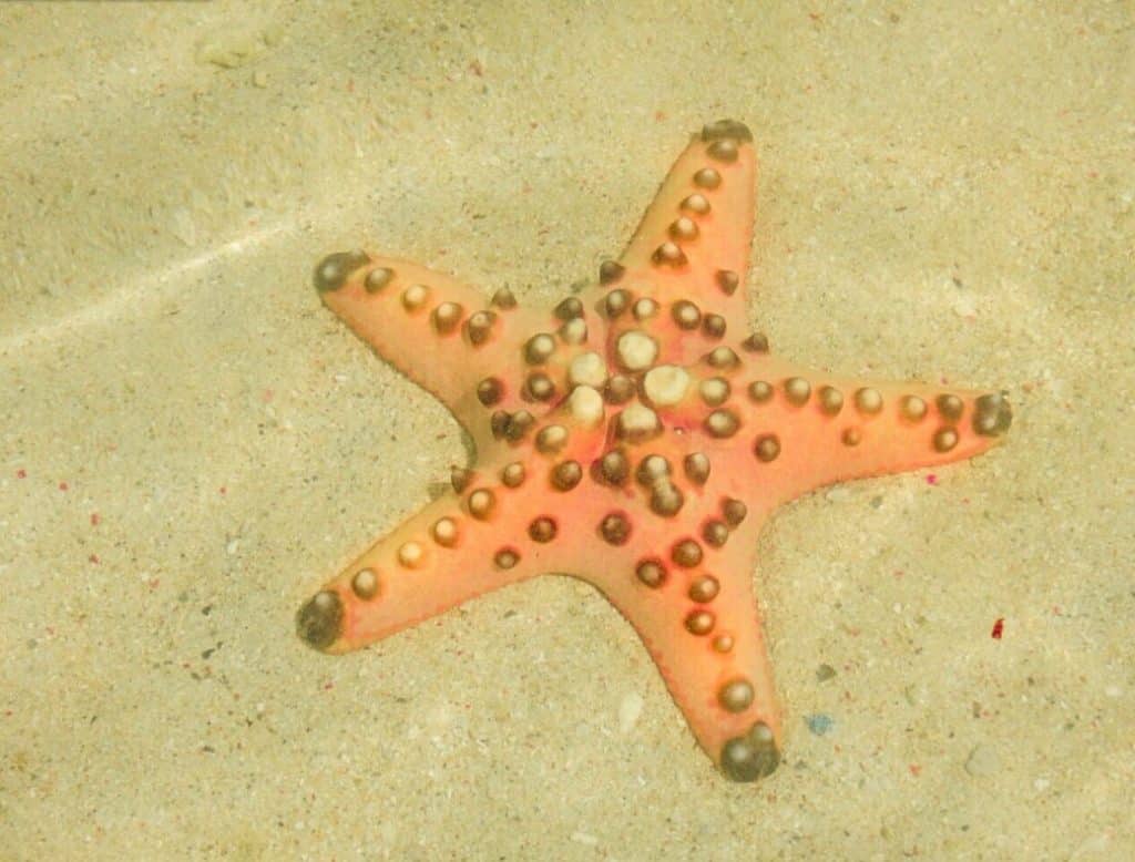 Pulau Kanawa Labuan Bajo, Kampung Halaman Patrick Sahabat Spongebob